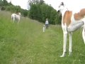 Rescue Greyhounds, Galgos & Bert in South Germany