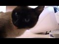 しゃべるねこ、しおちゃんに【新しい家族】Theo's new family