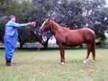 Rio - Nice, gentle, QH gelding