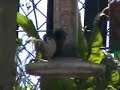 Tree Sparrows