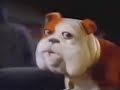 Churchill talking dog Oh no no no