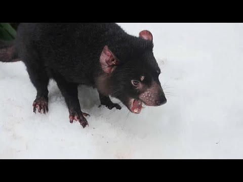Australien: 200 Kilo Schnee im Zoo von Sydney für die Tasmanischen Teufel Nara und Bluey