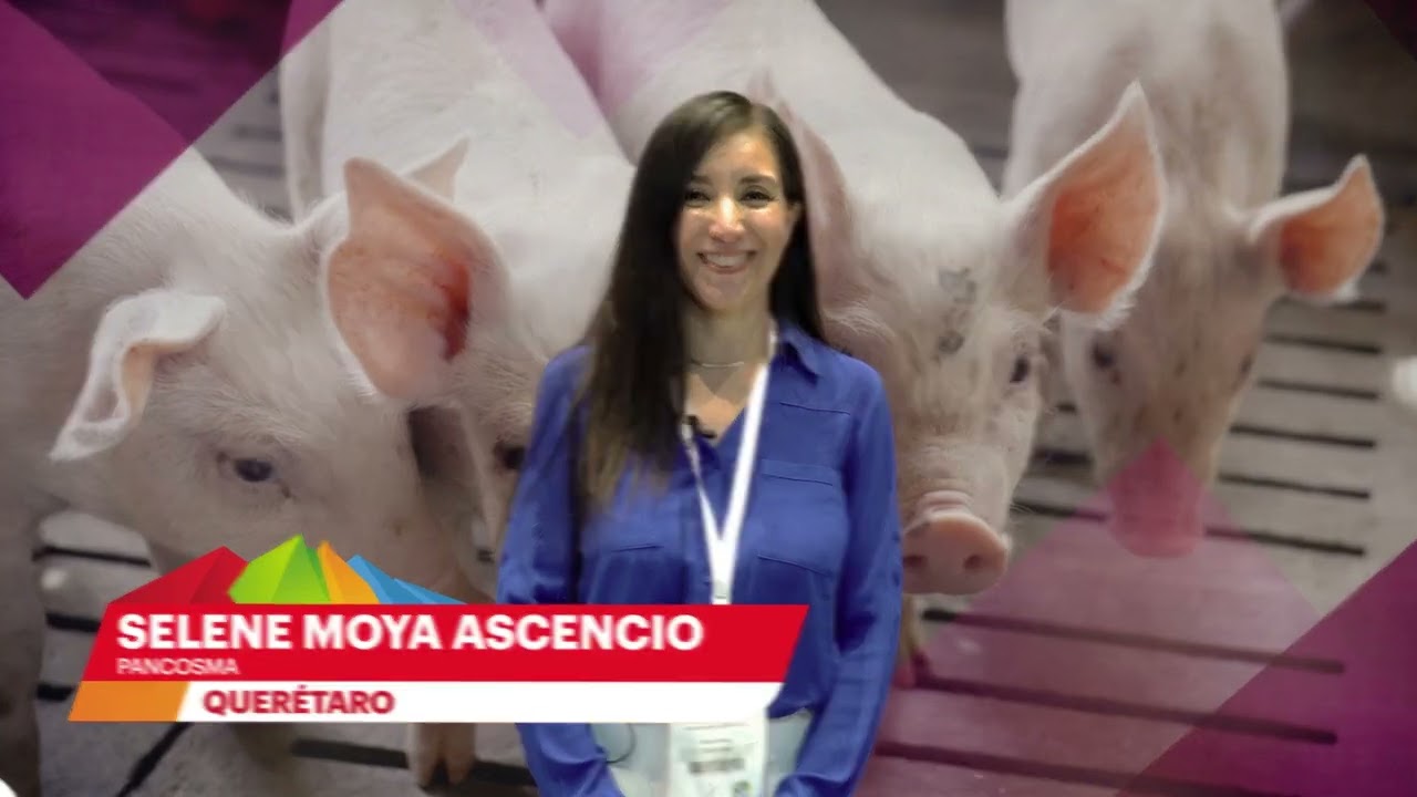 LIV National Congress of the Mexican Association of Swine Veterinarians AMVEC