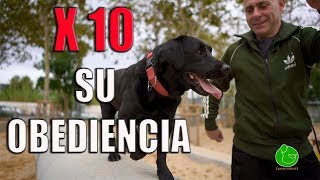 53 - Como adiestrar tu perro para que te obedezca siempre. 53 - Como adiestrar tu perro para que te obedezca siempre.
