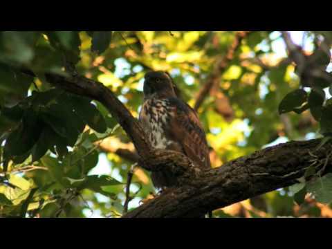Natural+Vegetation+and+Wildlife+Wiki ... Resources Conservation of Natural Vegetation and Wildlife - Wiki