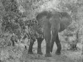 Vintage Africa Safaris