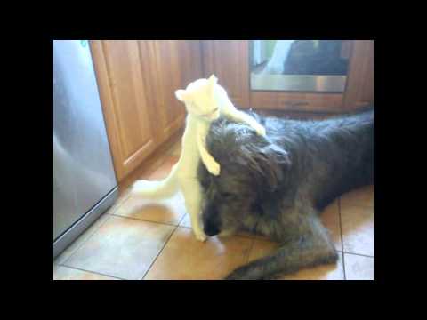 IRISH WOLFHOUND