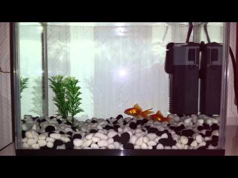 how to cure swim bladder in a goldfish