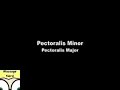 Trigger Points Pectoralis Major and Minor
