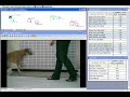 Canine Gait Analysis on Walkway