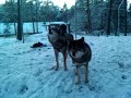 Möte med vargarna 6 Vargarna ylar Möte med vargarna 6 Vargarna ylar