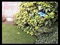 Walkera Dragonfly Video