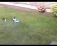 Walkera Dragonfly Video