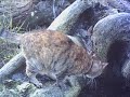 Explorer Of The Tabby Kind Explorer Of The Tabby Kind