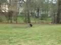 Boston Terrier video