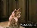 Cats Talking