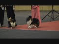 ZooEkspo 2008 Riga Best in Show