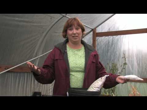 how to grow an apple tree from a seed ehow