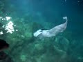 Manta Olhuveli