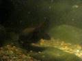 videos de Ornitorrinco2