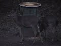 Whitetail Buck Fight