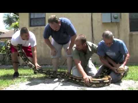 RETICULATED PYTHON