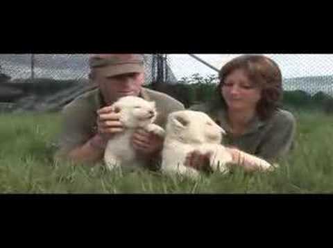 White Lion Cubs at West Midlands ...