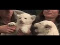 White Lion Cubs at West Midlands Safari Park