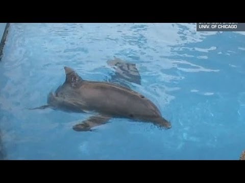 Dolphins Smarter Than We Thought