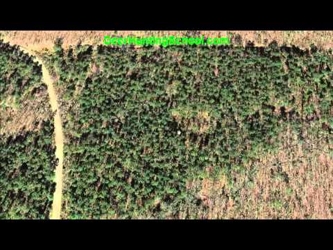 how to provide deer bedding areas