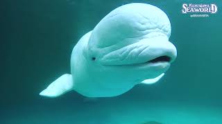 次の動画へ