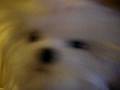 videos de Bixie The Musical Stuffed Puppy: Hound Dog