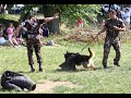 Click here to watch this video II. Fehérvári Kutyaparádé katonai őrkutyák bemutatója