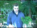 Plant Care Guide: Green Thumb Techniques : Bonsai Trees: Plant Care Tips