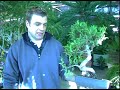 Plant Care Guide: Green Thumb Techniques : Bonsai Trees: Plant Care Tips