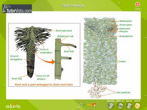 how to define osmotic pressure