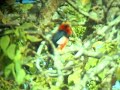 Bearded Barbet (Lybius dubius) Bearded Barbet (Lybius dubius)