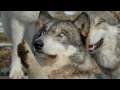 Wolf Park Wolves!