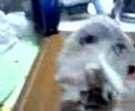 ガキの使いやあらへんで!!動画