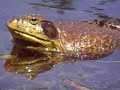 RE:Cane Toads - This Man Love His Toads!