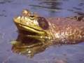 RE:Cane Toads - This Man Love His Toads!