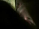 Hvorfor m� alle kalle meg laks n�?