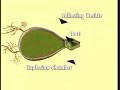Bombardier Beetle 2
