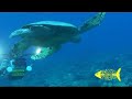 SQUALI MARTELLO SUDAN SQUALI MARTELLO SUDAN