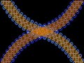 KOLAM-03_DNA