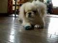 pekingese　だいふく君とオモチャ
