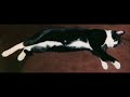 cats vs dogs cats vs dogs