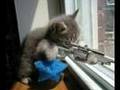 cats-vs-dogs