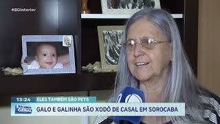 GALO E GALINHA SÃO XODÓ DE CASAL EM SOROCABA