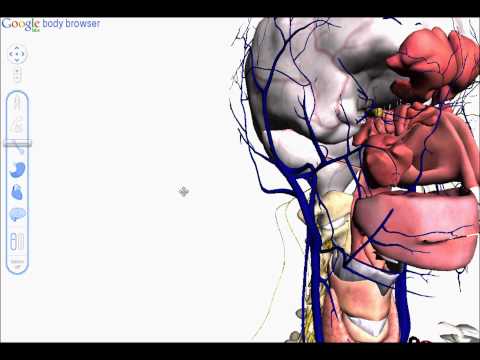 google body browser - new project og Google Labs Team. Browse my body! More fun here : http://humanmarketingproject.eu/